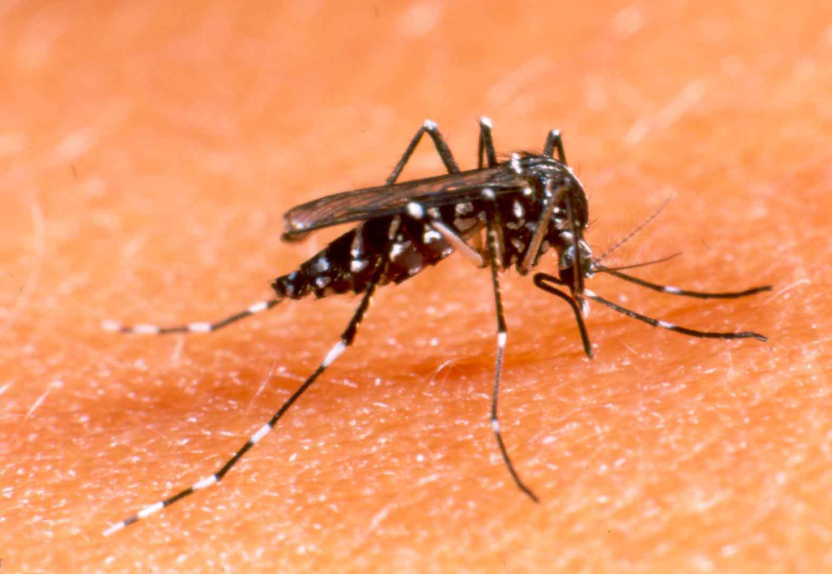 Levantamento sobre infestação do mosquito passa a ser obrigatória nos municípios