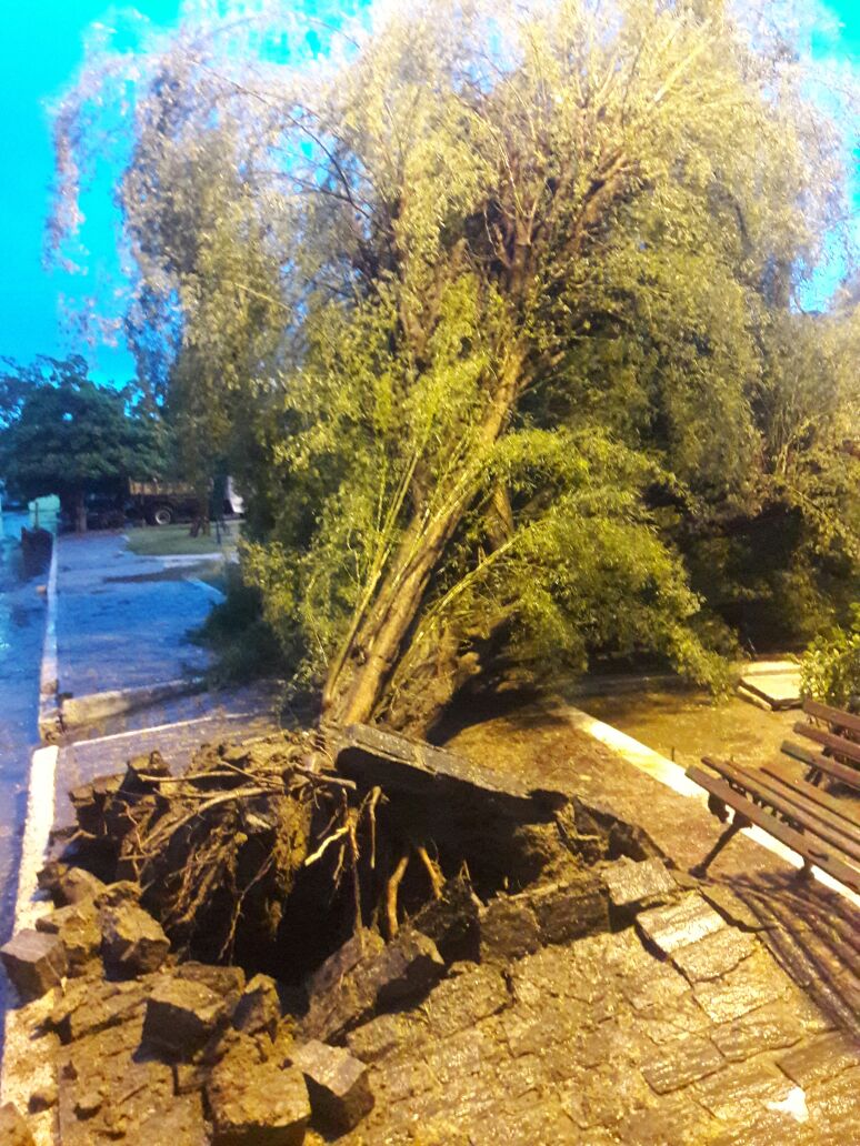 Árvore é derrubada em praça durante chuva com ventos fortes em Quixadá