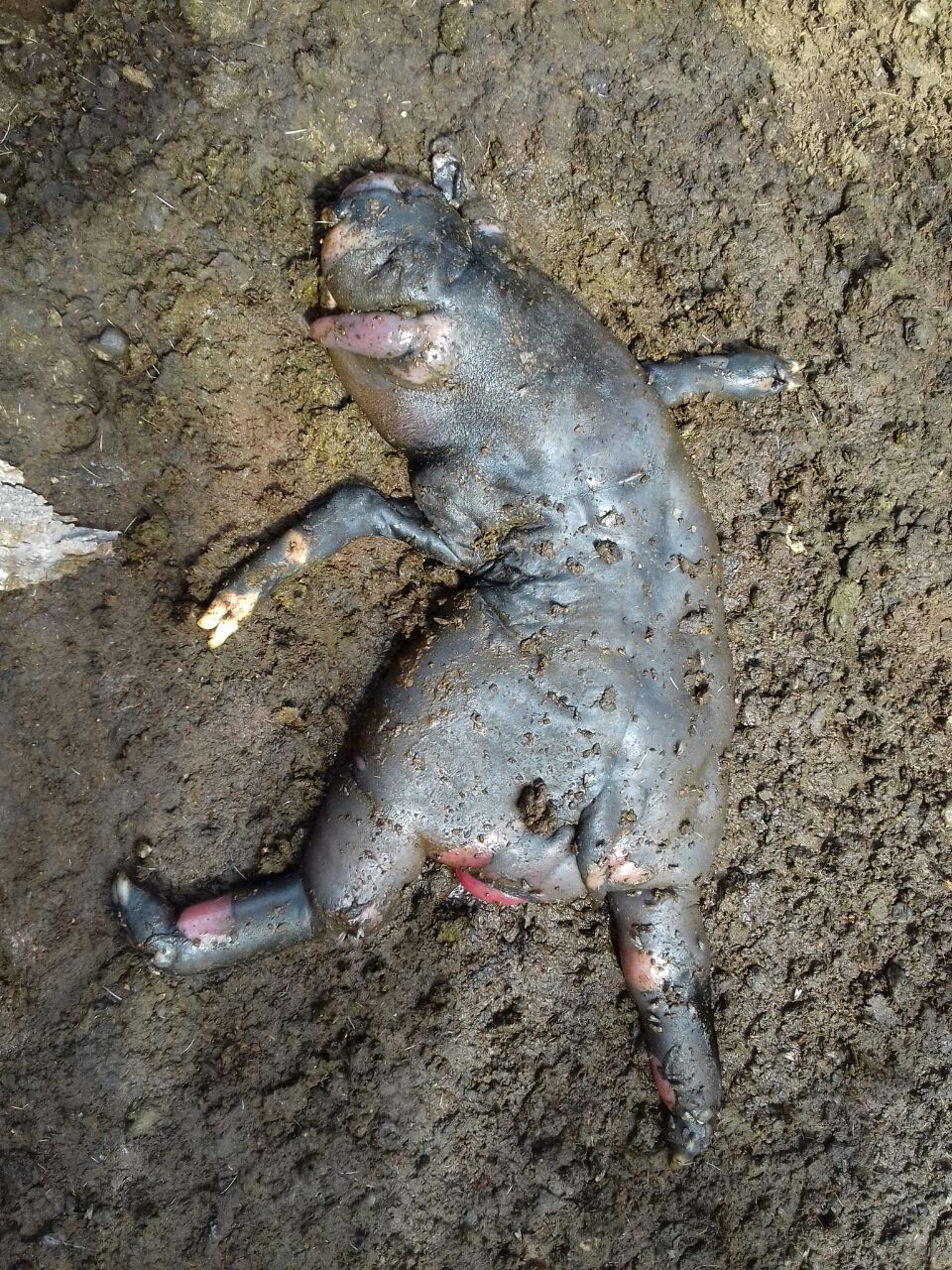 Em Pedra Branca, ovelha pariu borrego parecido com um porco