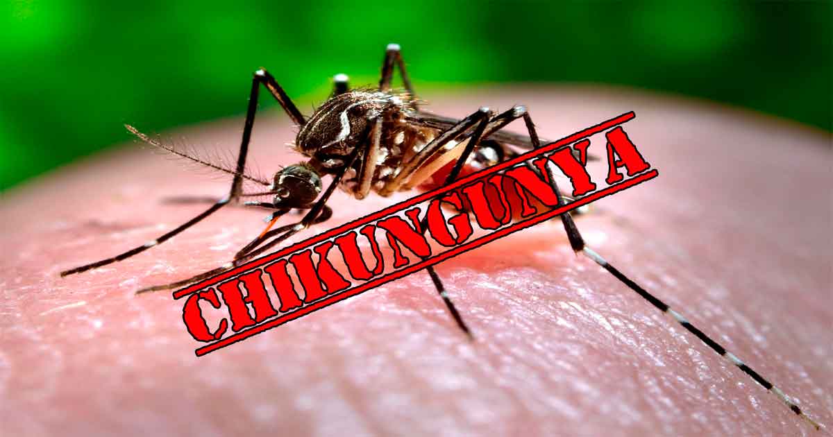 Ocara e Baturité estão entre as nove cidades do Ceará com surto epidêmico de febre chikungunya