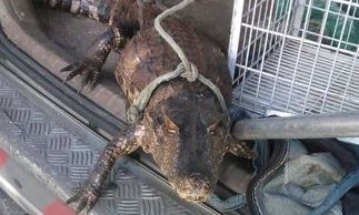 Populares encontram jacaré na Zonal Rural de município cearense; veja vídeo da captura