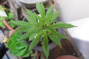 Anvisa aprova cultivo de cannabis por empresas e amplia acesso a terapias no Brasil