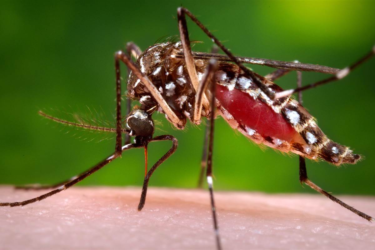 Municípios terão R$ 10 milhões em incentivo se tiverem bons resultados no combate ao Aedes aegypti