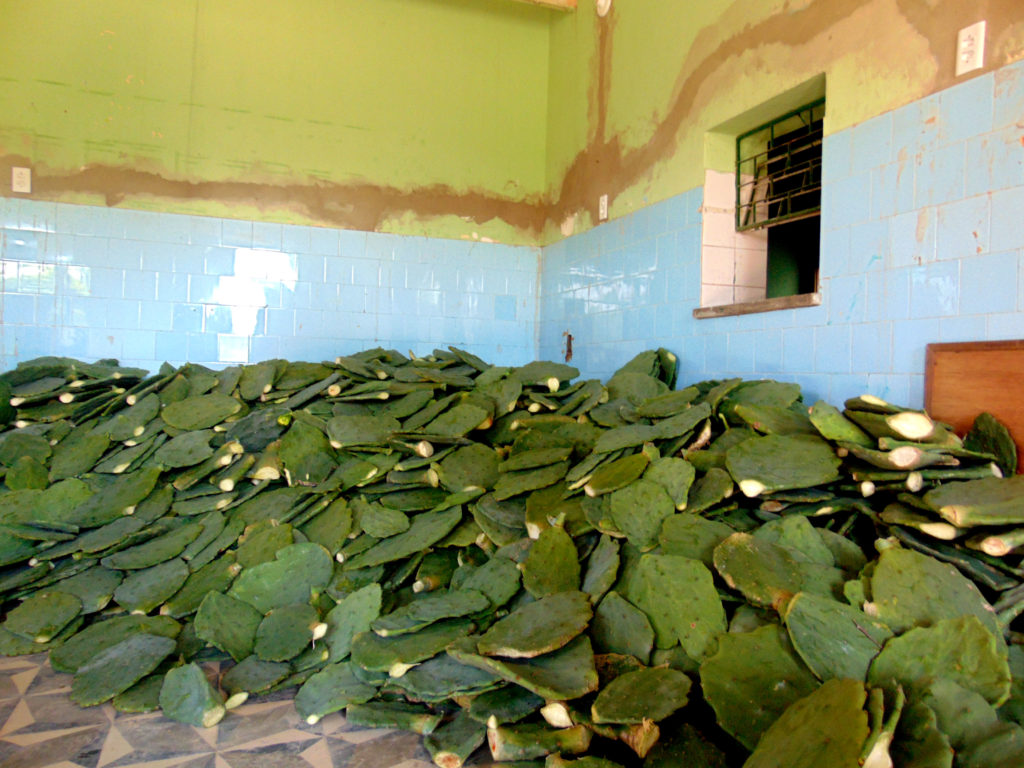 Cultura de palma forrageira em Banabuiú. (Foto: Valdecir Gomes)