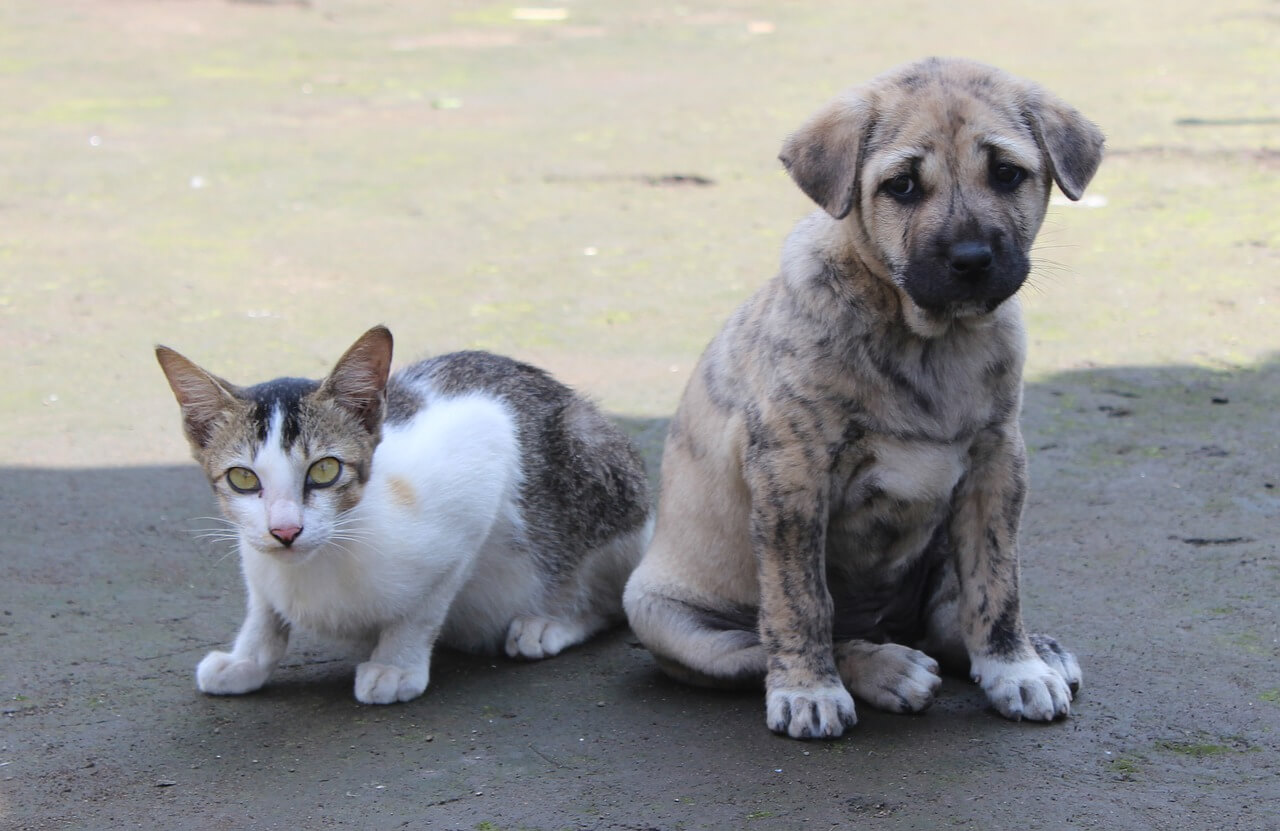 Prefeitura de Quixadá prepara campanha voltada para cuidado de animais de rua