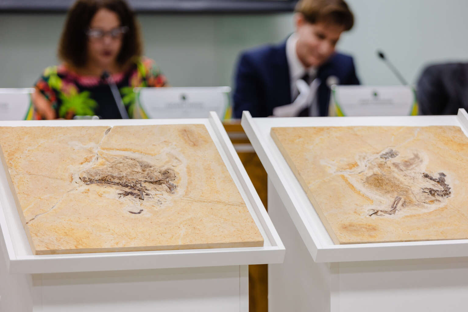 Fóssil do dinossauro Ubirajara jubatus é repatriado ao Brasil e entregue ao Ceará