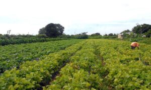 Governo Lula lança programa de gestão para cooperativas da agricultura familiar