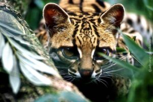 Casal encontra filhote de felino selvagem na CE-060, em Quixadá