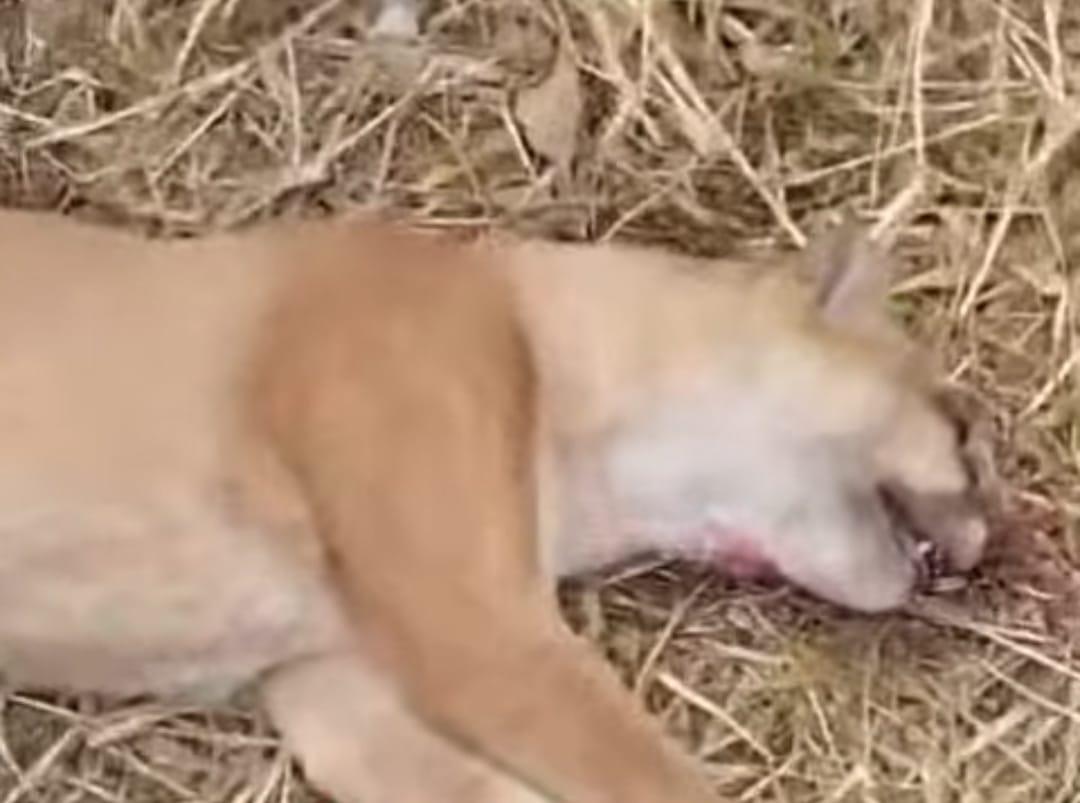 Animal semelhante a onça-parda é atropelado e morto na entrada de Quixadá