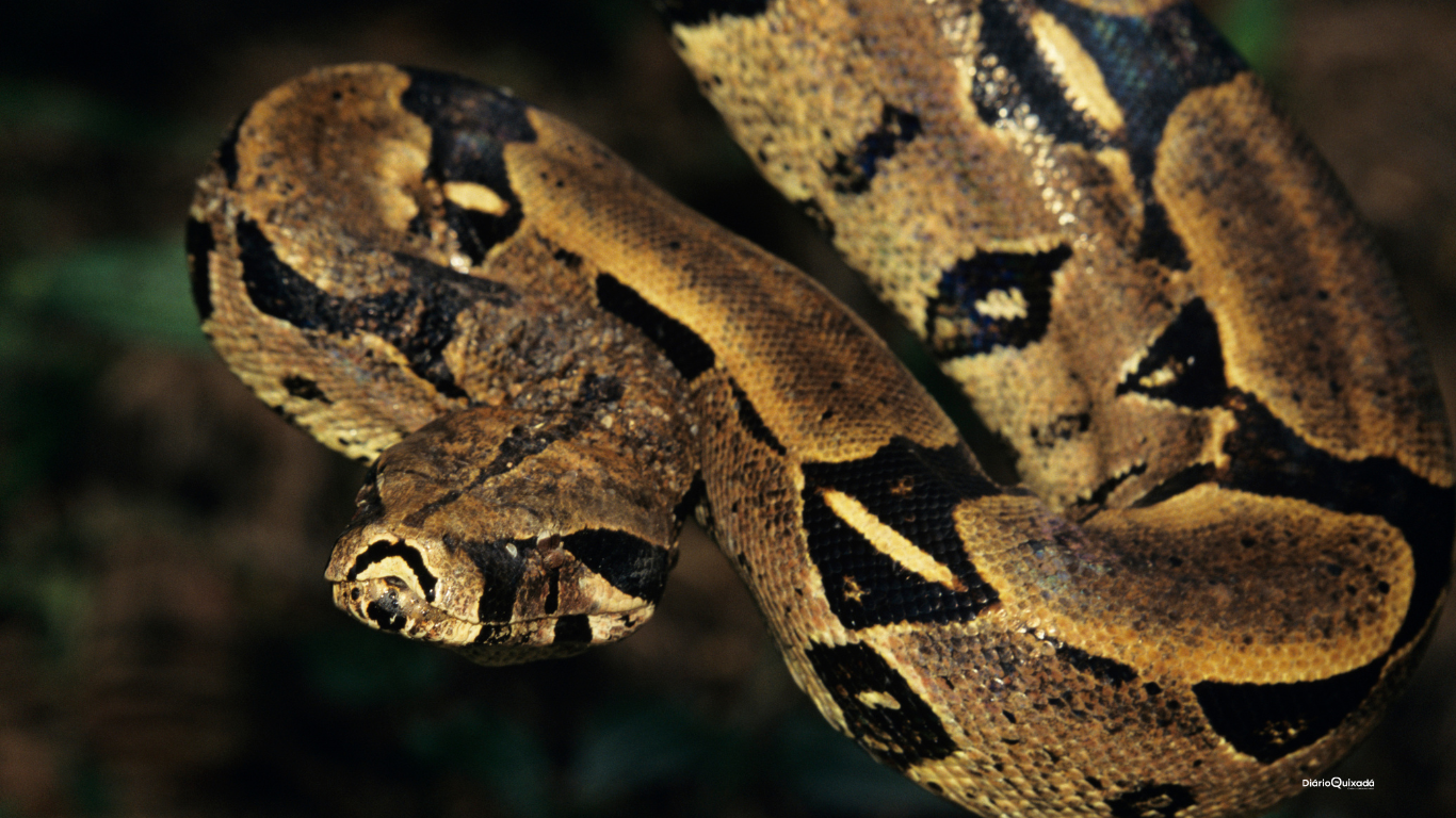 Madonna, a cobra sem veneno respeitada e protegida no IFCE em Quixadá