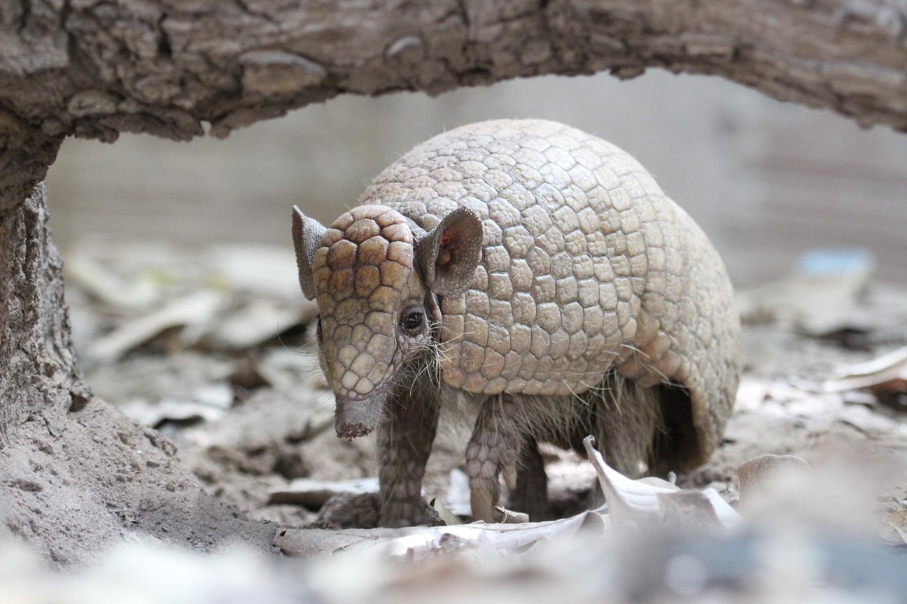 Tatu-bola, mascote da Copa de 2014, segue ameaçado de extinção no Brasil