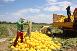 Da energia ao alimento: 10 atividades econômicas em que o Nordeste lidera o Brasil