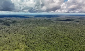MapBiomas: Amazônia registra menor nível de desmatamento em 41 anos
